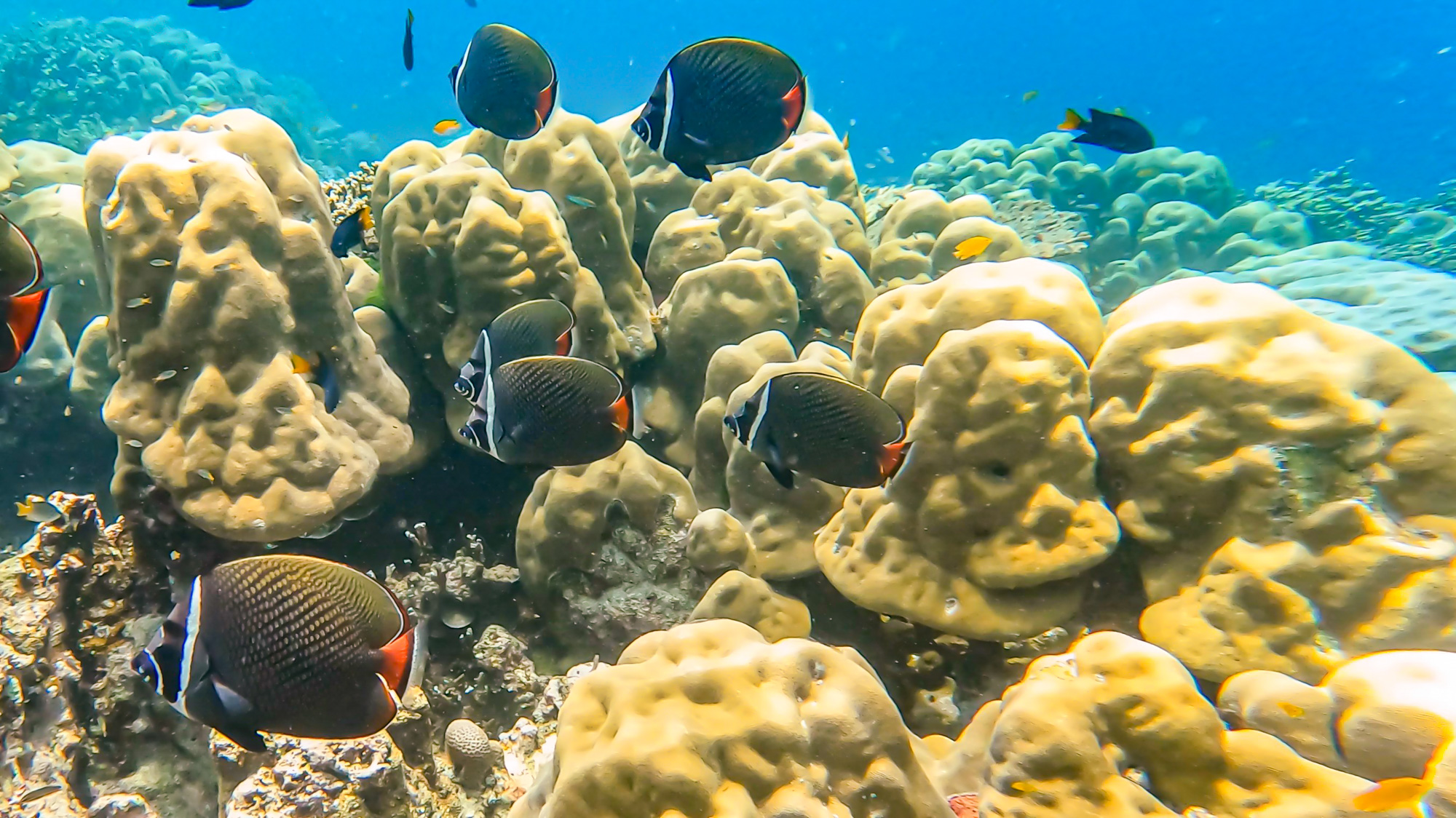 ONE DAY TRIP – SURIN ISLANDS
