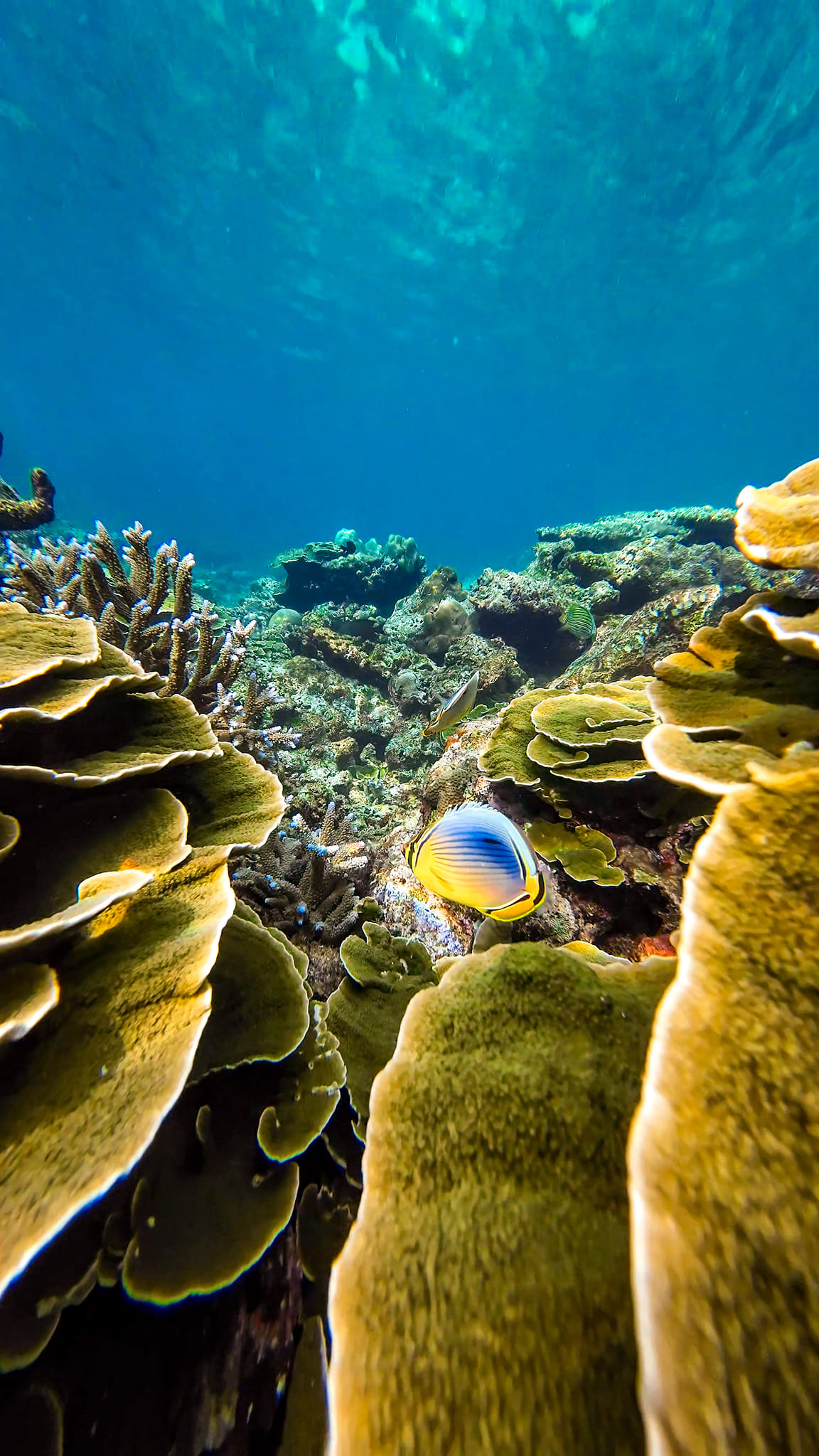 ONE DAY TRIP – SURIN ISLANDS