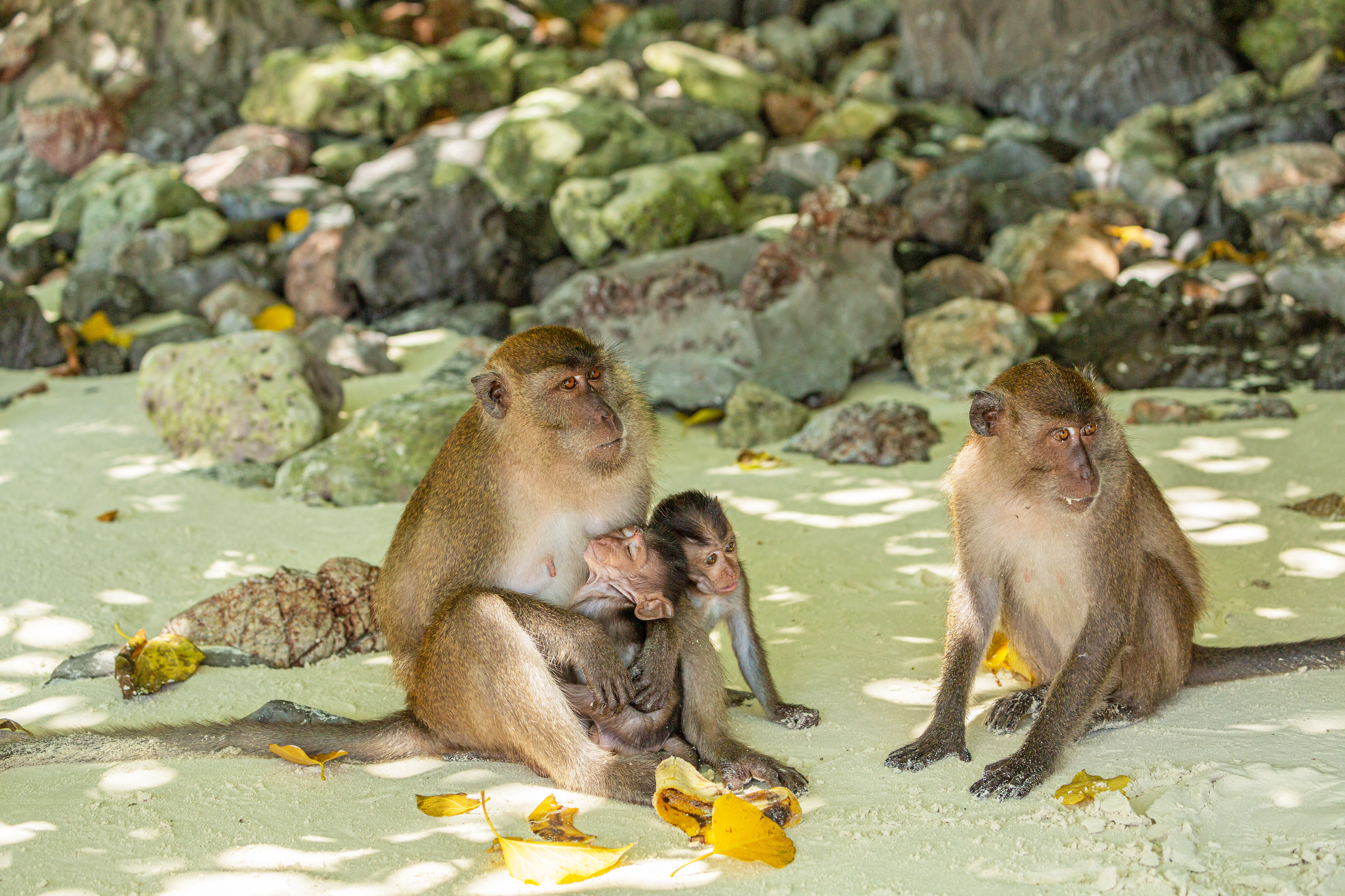 ONE DAY TRIP PHI PHI ISLAND-BAMBOO ISLAND